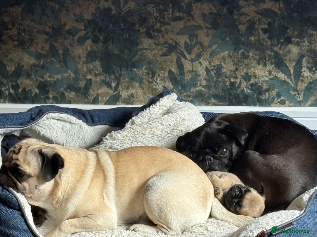 Pug dogs for sale: Fawn male pug - Image 3