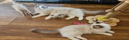 Ragdoll cats for sale: Raggymascot Catery Ragdolls - Advert 12