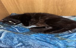 British Longhair cats for sale: Two beautiful kittens  - Image 3