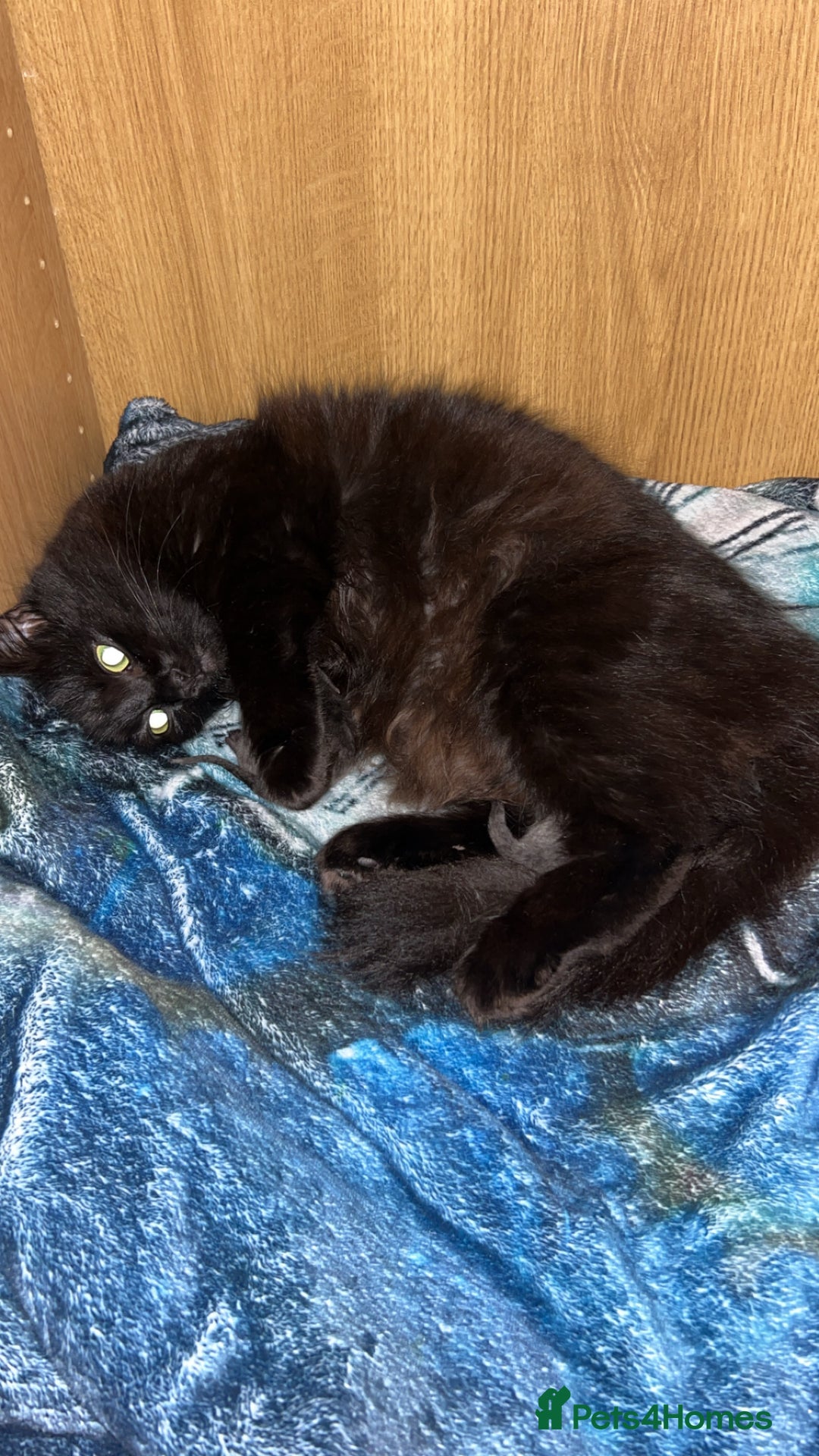 British Longhair cats for sale: Two beautiful kittens  - Image 3