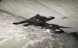 Domestic Shorthair cats for sale: Gorgeous mixed kittens  - Image 3