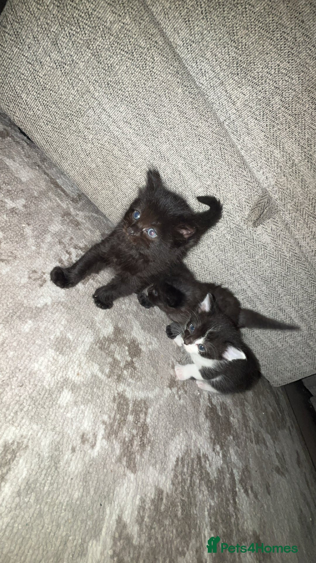 Domestic Shorthair cats for sale: Gorgeous mixed kittens  - Image 3