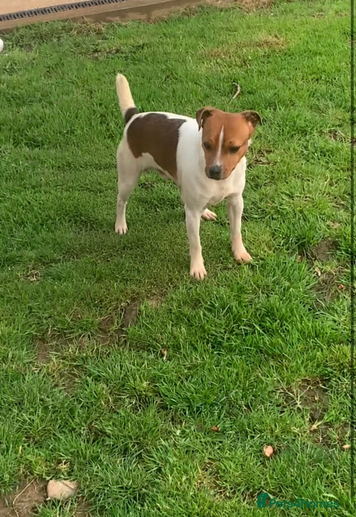 Jack Russell dogs Jack Russell stud dogs - Advert 2