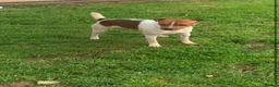 Jack Russell dogs for stud: Jack Russell stud dogs in Ottery Saint Mary - Advert 2