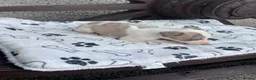 Whippet dogs for sale: Whippet  - Advert 9