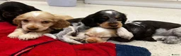 Cocker Spaniel dogs for sale: READY NOW DNA CLEAR LAST MALE CHOCOLATE AND TAN  - Advert 6