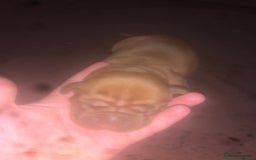 Dogue De Bordeaux dogs for sale: Beautiful dog de Bordeaux puppies full breads  - Image 15
