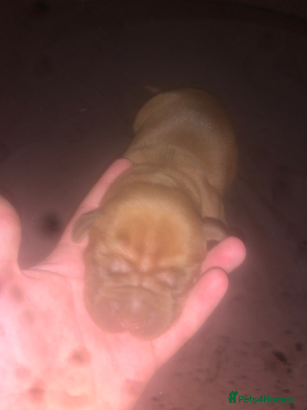 Dogue De Bordeaux dogs for sale: Beautiful dog de Bordeaux puppies full breads  - Image 15