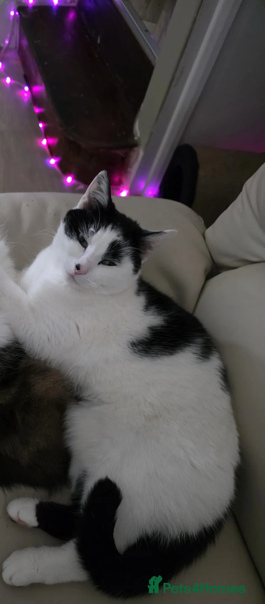 Mixed Breed cats for adoption: Beautiful Boo looking for a home in Hook - Advert 2