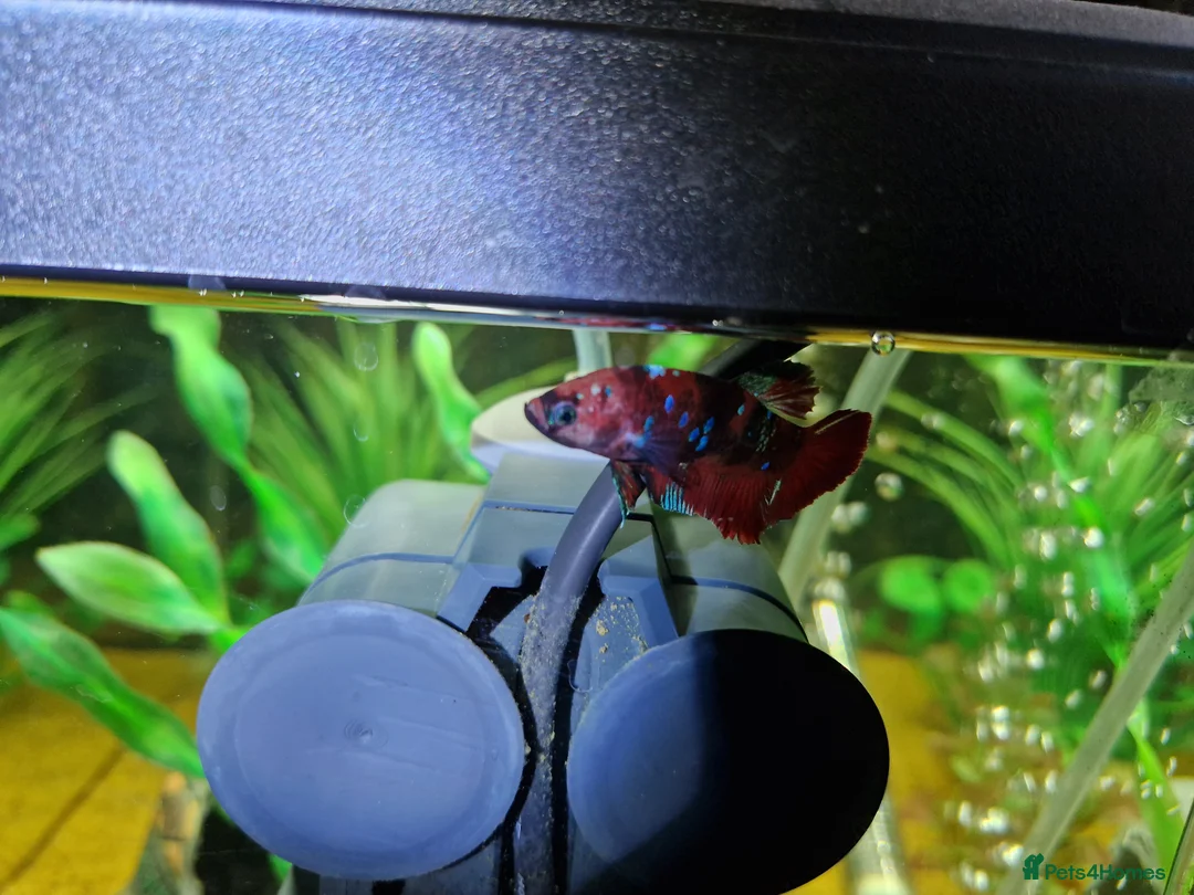 Bettas fish for sale: Koi Betta fis - Advert 2