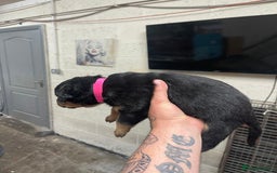 Rottweiler dogs for sale: Rottweiler/rotty puppies - Image 19