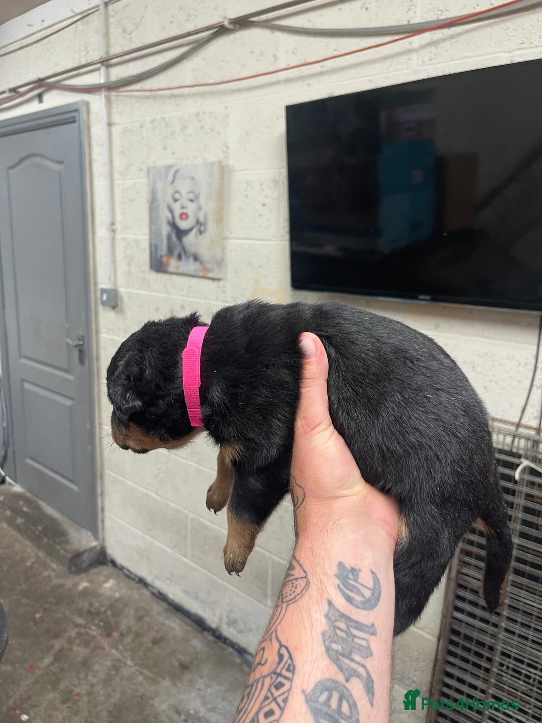 Rottweiler dogs for sale: Rottweiler/rotty puppies - Image 19
