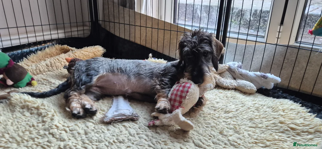 Dachshund dogs for sale: Wirehaired Dachshund puppies - Advert 6