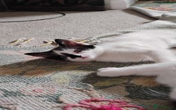 Mixed Breed cats for sale: 5 lovely kittens - Image 10