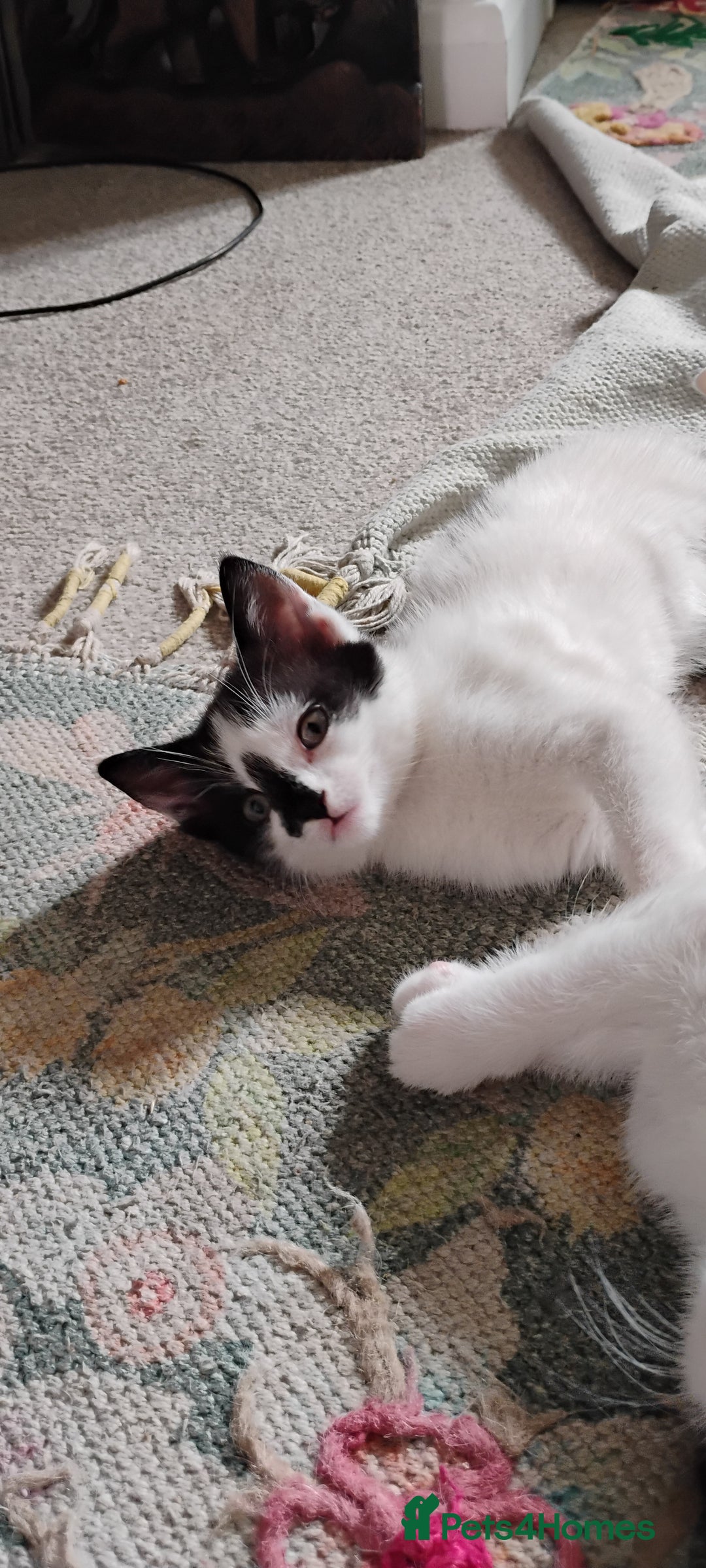 Mixed Breed cats for sale: 5 lovely kittens - Image 10