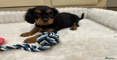 Cavalier King Charles Spaniel dogs - Advert 13