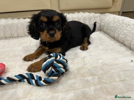 Cavalier King Charles Spaniel dogs - Advert 5