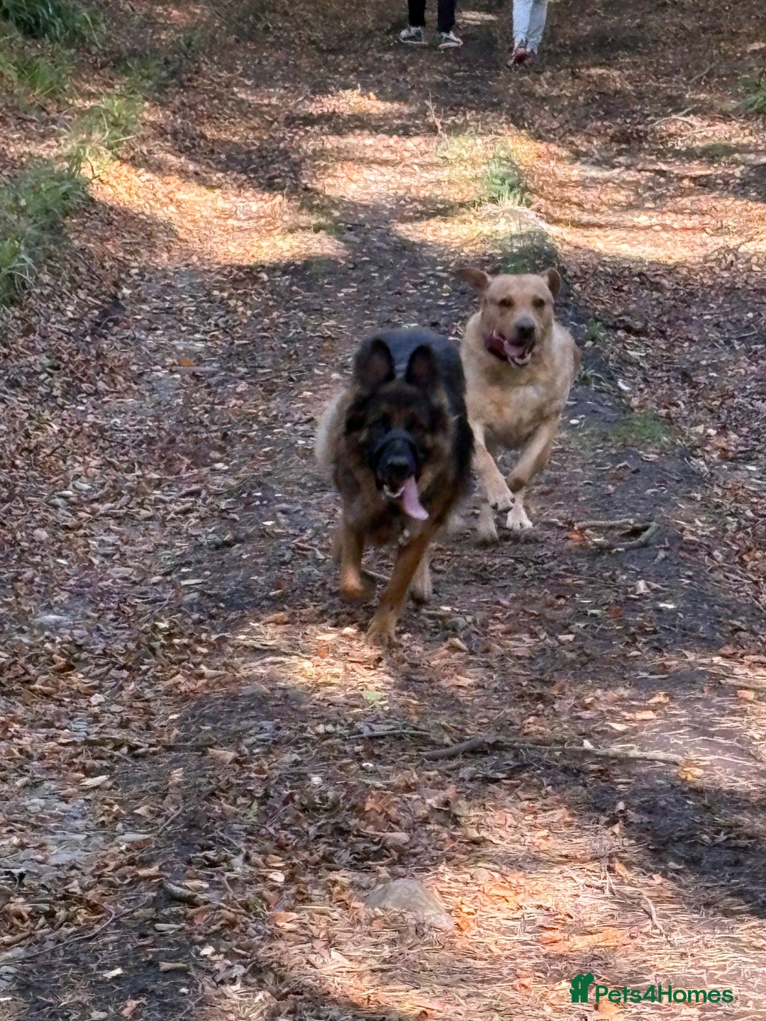 Labrador Retriever dogs for sale: Our beautiful girls - Advert 1