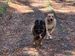 Labrador Retriever dogs Our beautiful girls - Advert 1