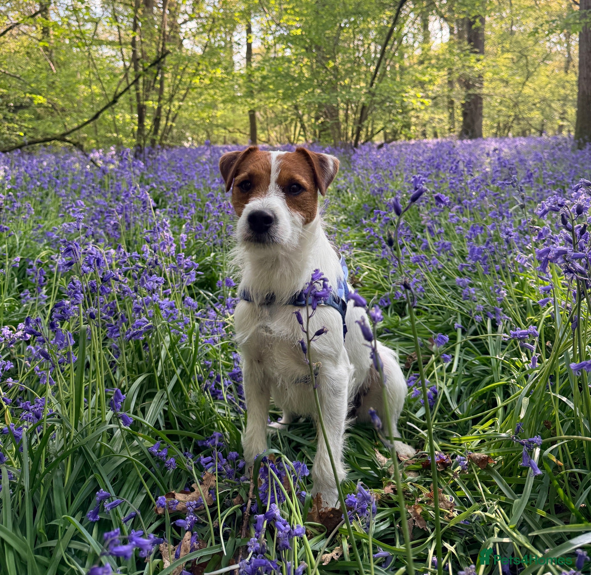 Parson Russell dogs KC Registered Parson Russell Terrier Stud - Advert 3
