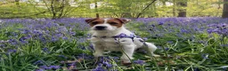 Parson Russell dogs for stud: KC Registered Parson Russell Terrier Stud - Advert 1