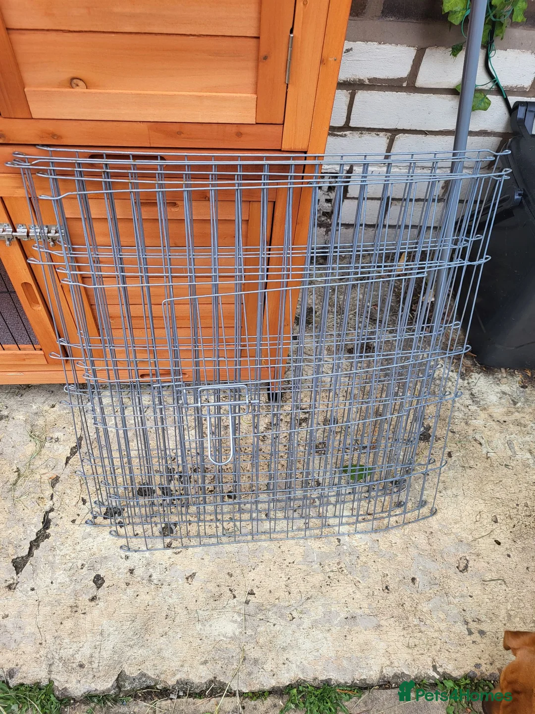 Lionhead rabbits for sale: Lionhead 14 weeks  - Advert 6