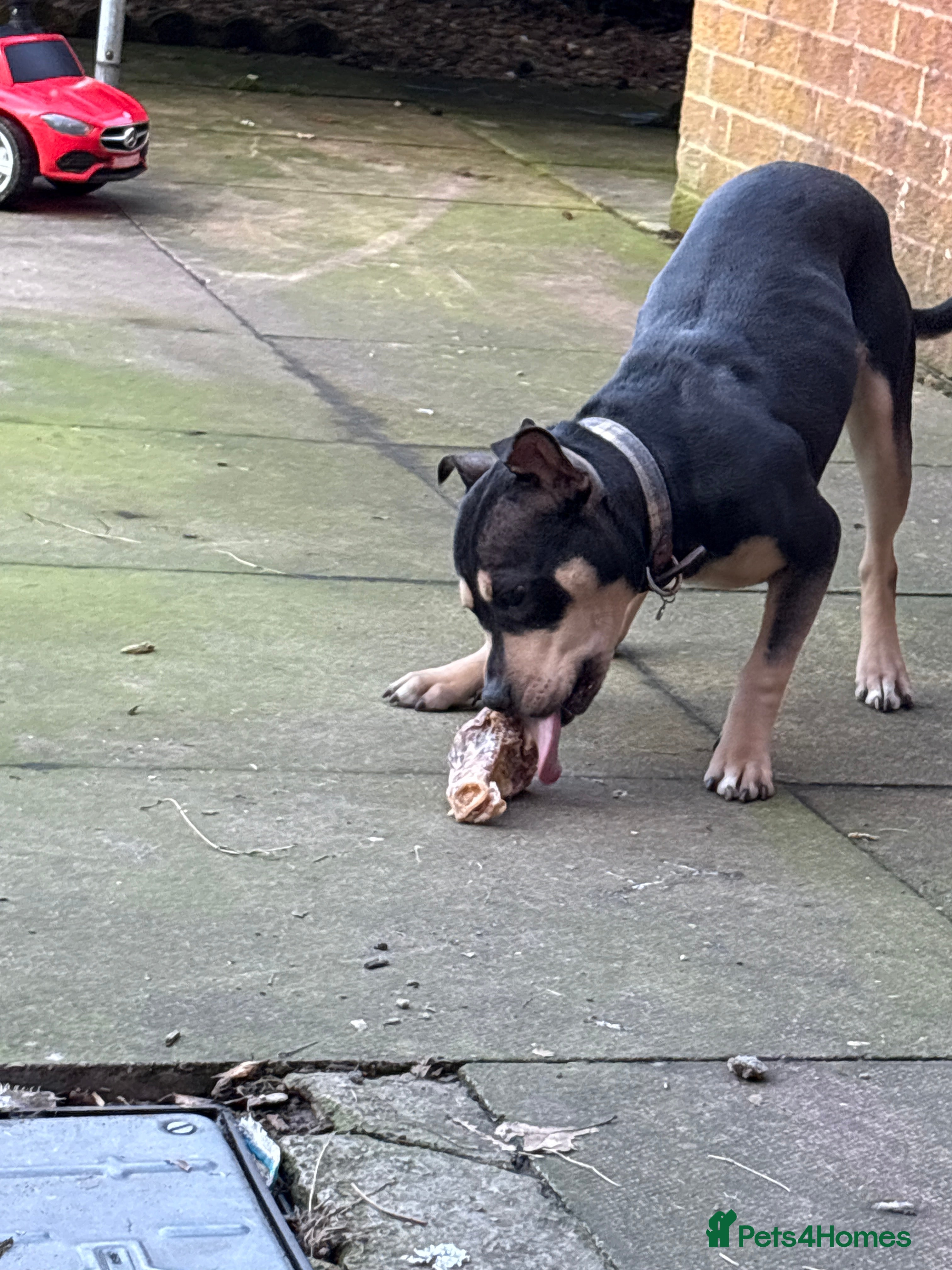 Mixed Breed dogs Mixed breed girl  - Advert 1