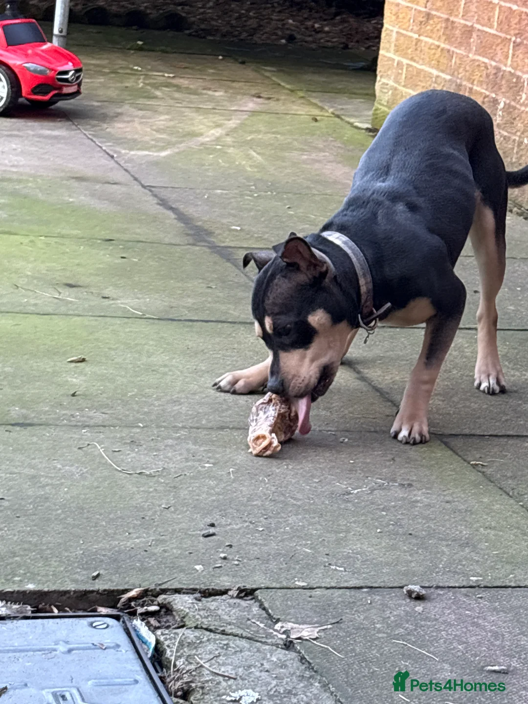 Mixed Breed dogs for sale: Mixed breed girl  - Advert 1