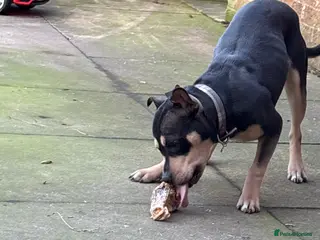 Mixed Breed dogs Mixed breed girl - Advert 1