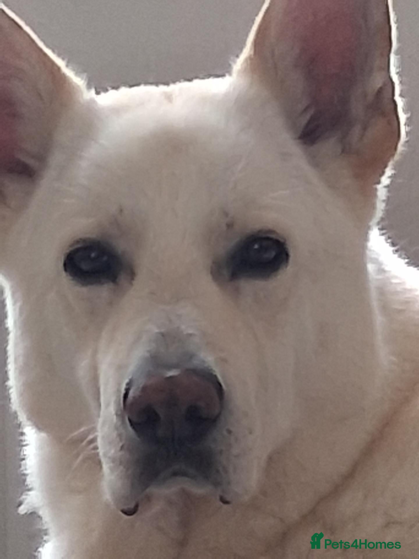 German Shepherd dogs White German Shepherd Dog 6 Years Old - Advert 7