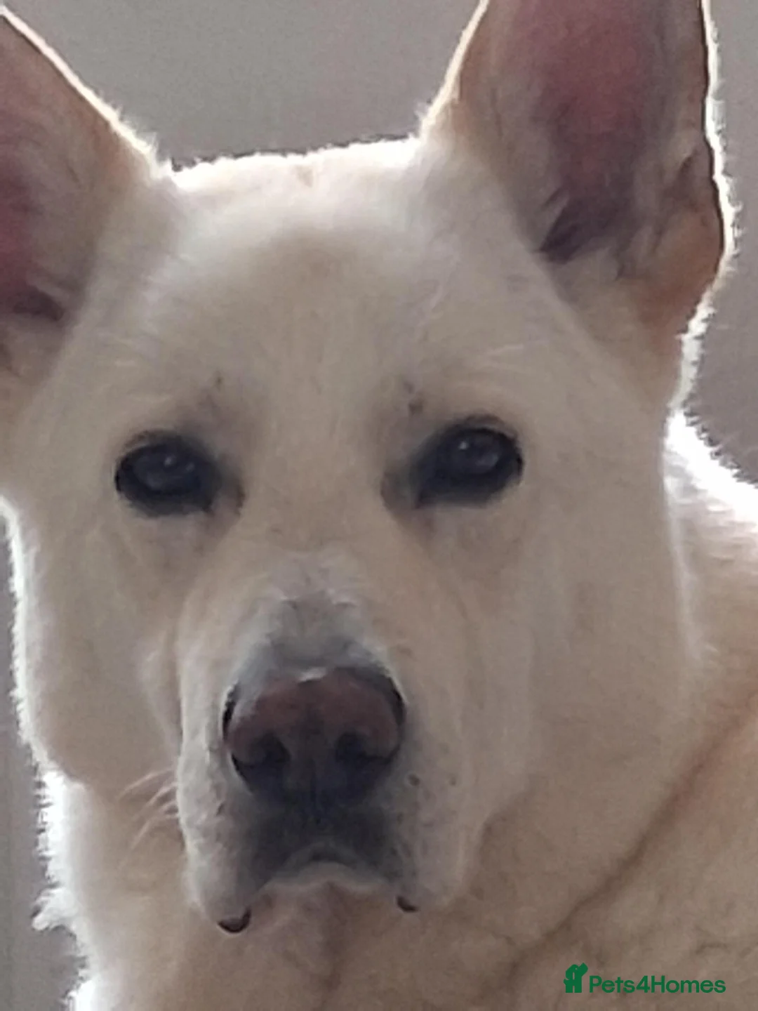 German Shepherd dogs for sale: White German Shepherd Dog 6 Years Old in Irvine - Advert 1