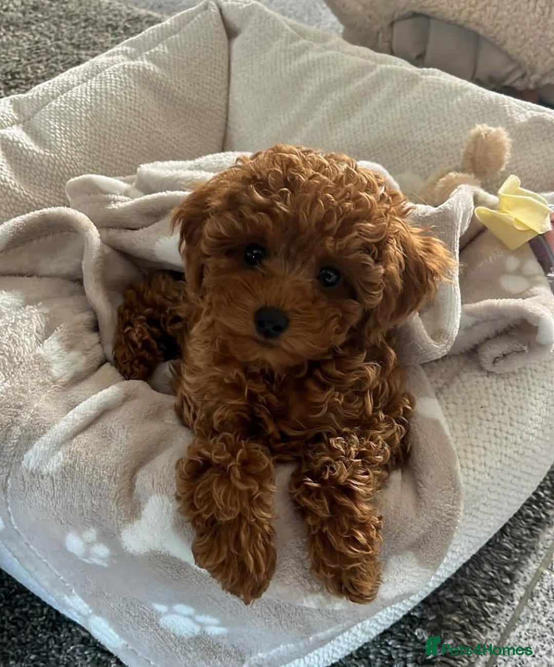 Toy Poodle dogs for sale: READY NOW!! RED F1 POODLE🍓 PUPPIES 🐶 🐕 - Image 5