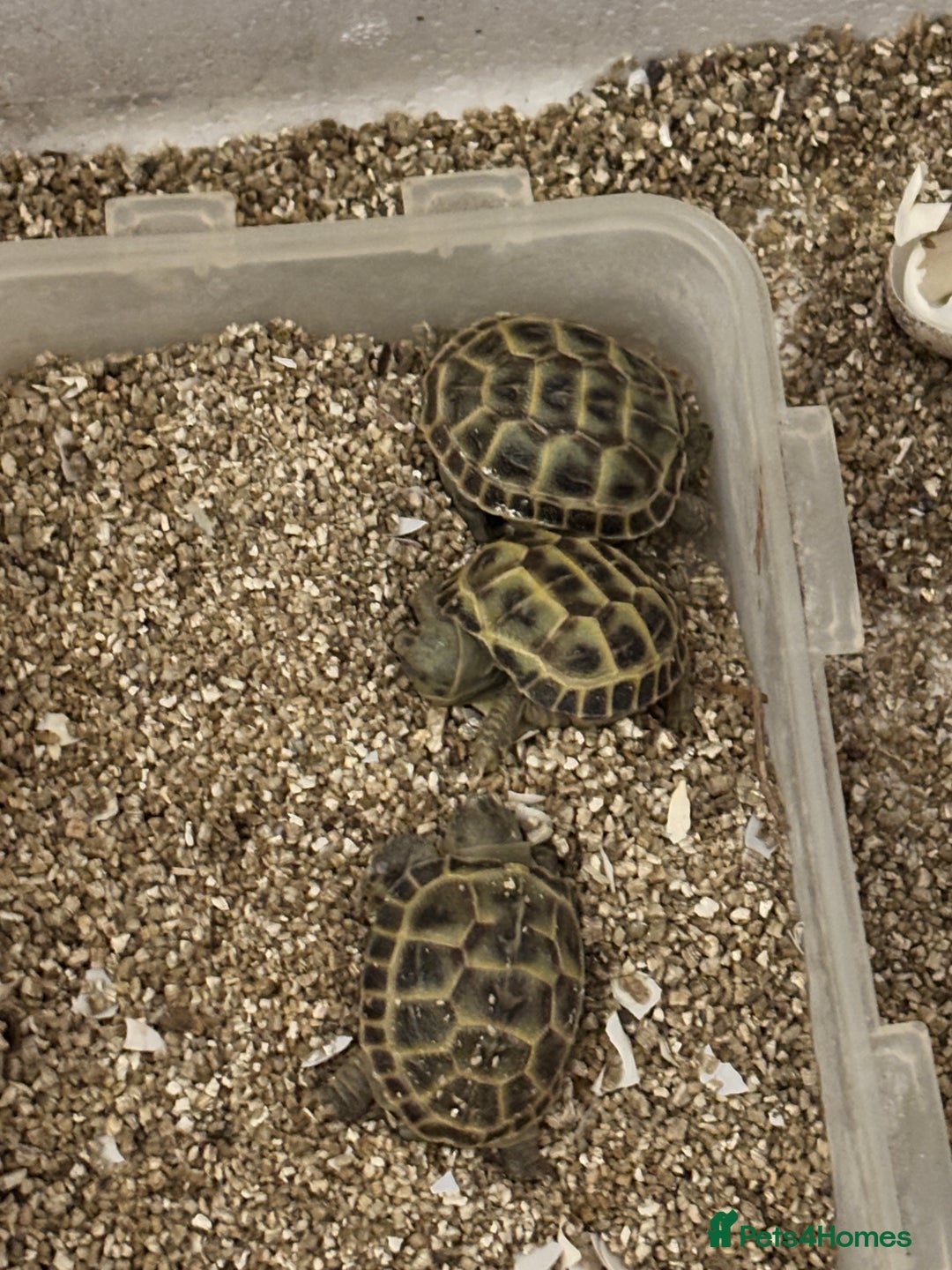 Tortoise reptiles for sale: Horsefield Tortoise Hatchlings for Sale - Image 3