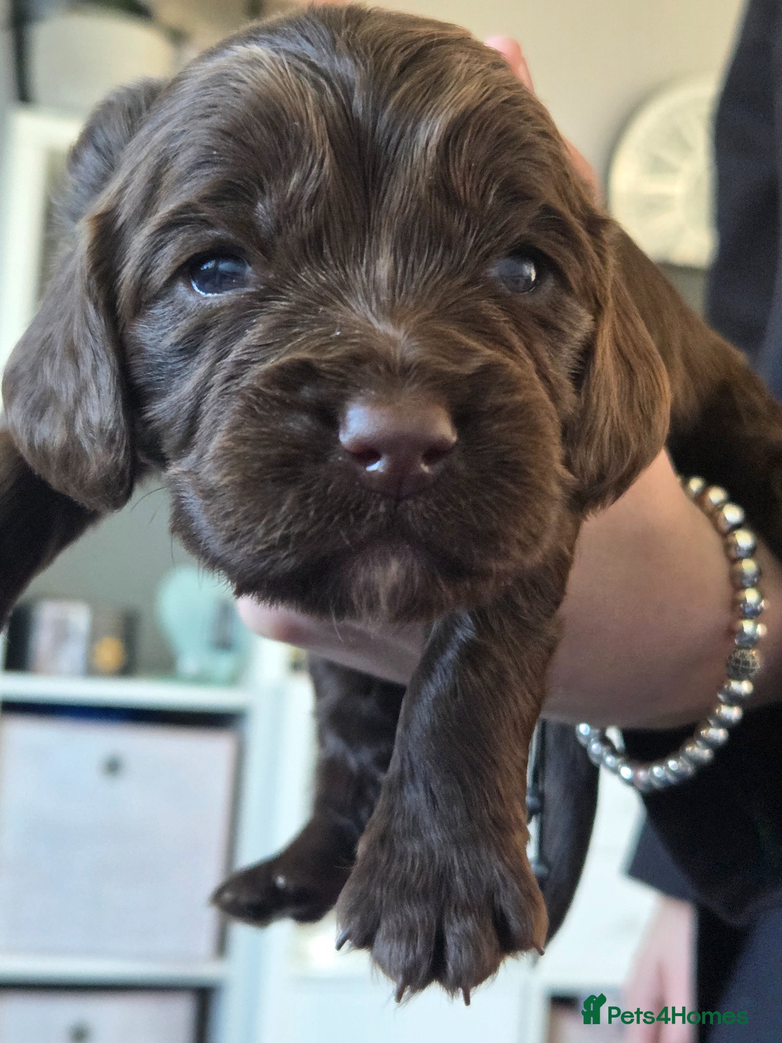 Cocker Spaniel dogs Cocker spaniel puppies - Advert 6