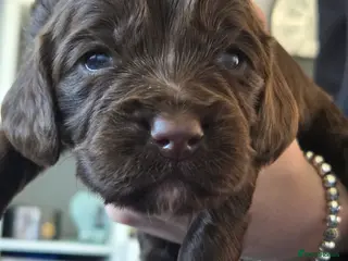 Cocker Spaniel dogs Cocker spaniel puppies - Advert 8