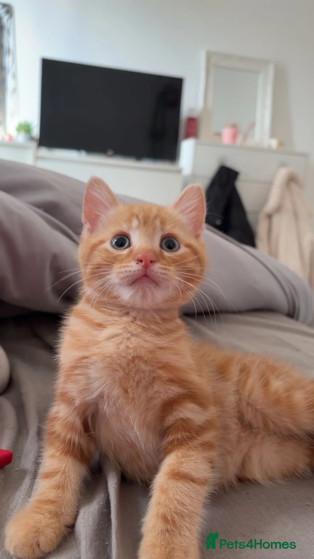 Domestic Shorthair cats for sale: 3 kittens looking for forever home 🐾 - Advert 2