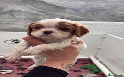 Cavalier King Charles Spaniel dogs for sale: Ready to go 🐶 Cavalier King Charles Spaniels - Image 14