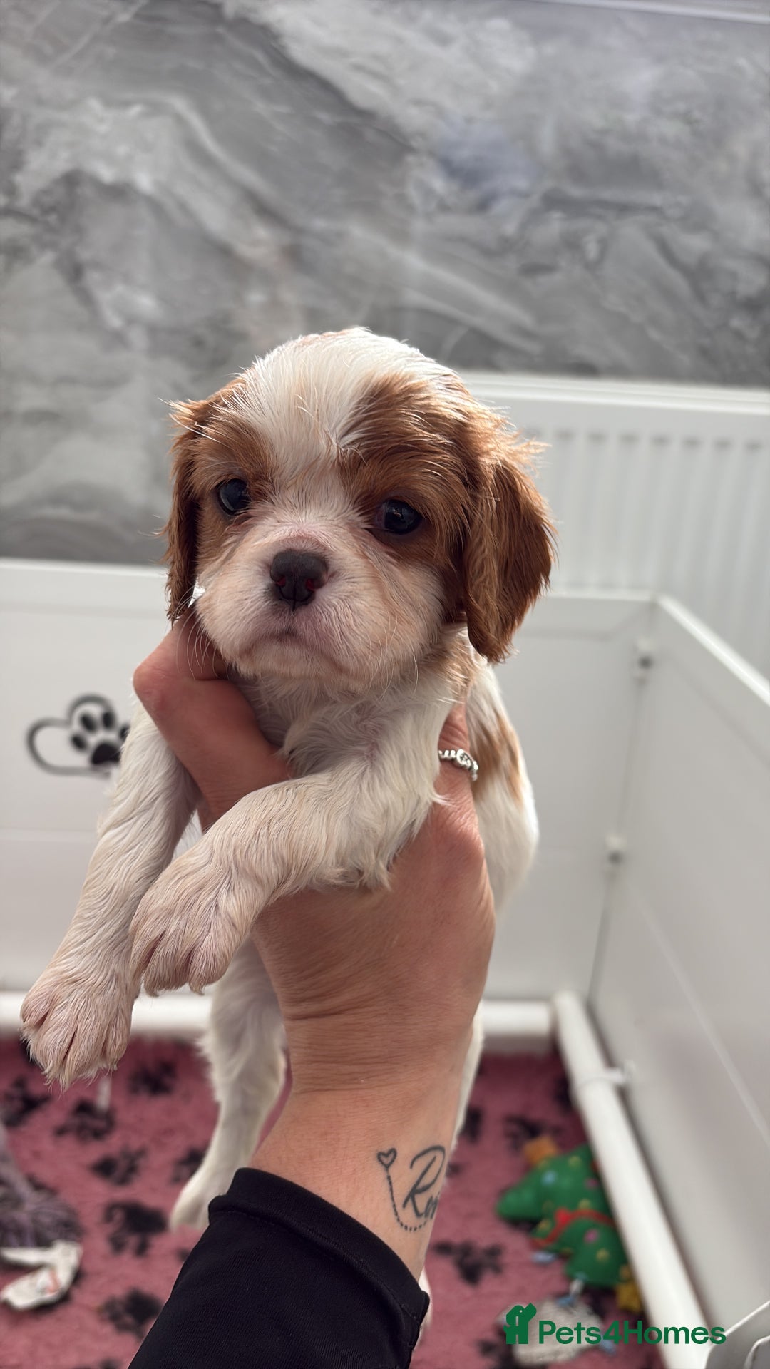 Cavalier King Charles Spaniel dogs for sale: Ready to go 🐶 Cavalier King Charles Spaniels - Image 14