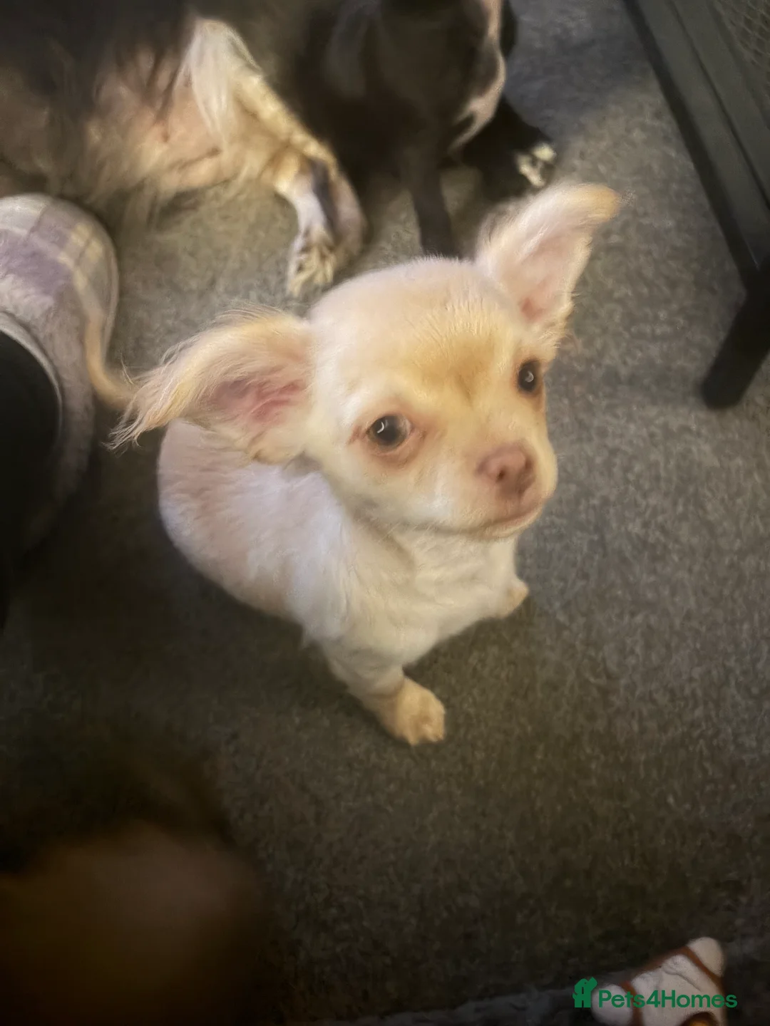 Chihuahua dogs for sale: Only 3 KC Registered perfect boys available  - Advert 6