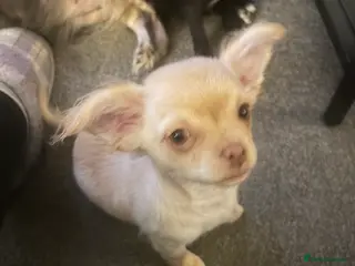 Chihuahua dogs Only 4 KC Registered perfect boys available - Advert 2
