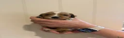 Cockapoo dogs for sale: Beautiful health tested F1 Cockapoo puppies - Advert 12