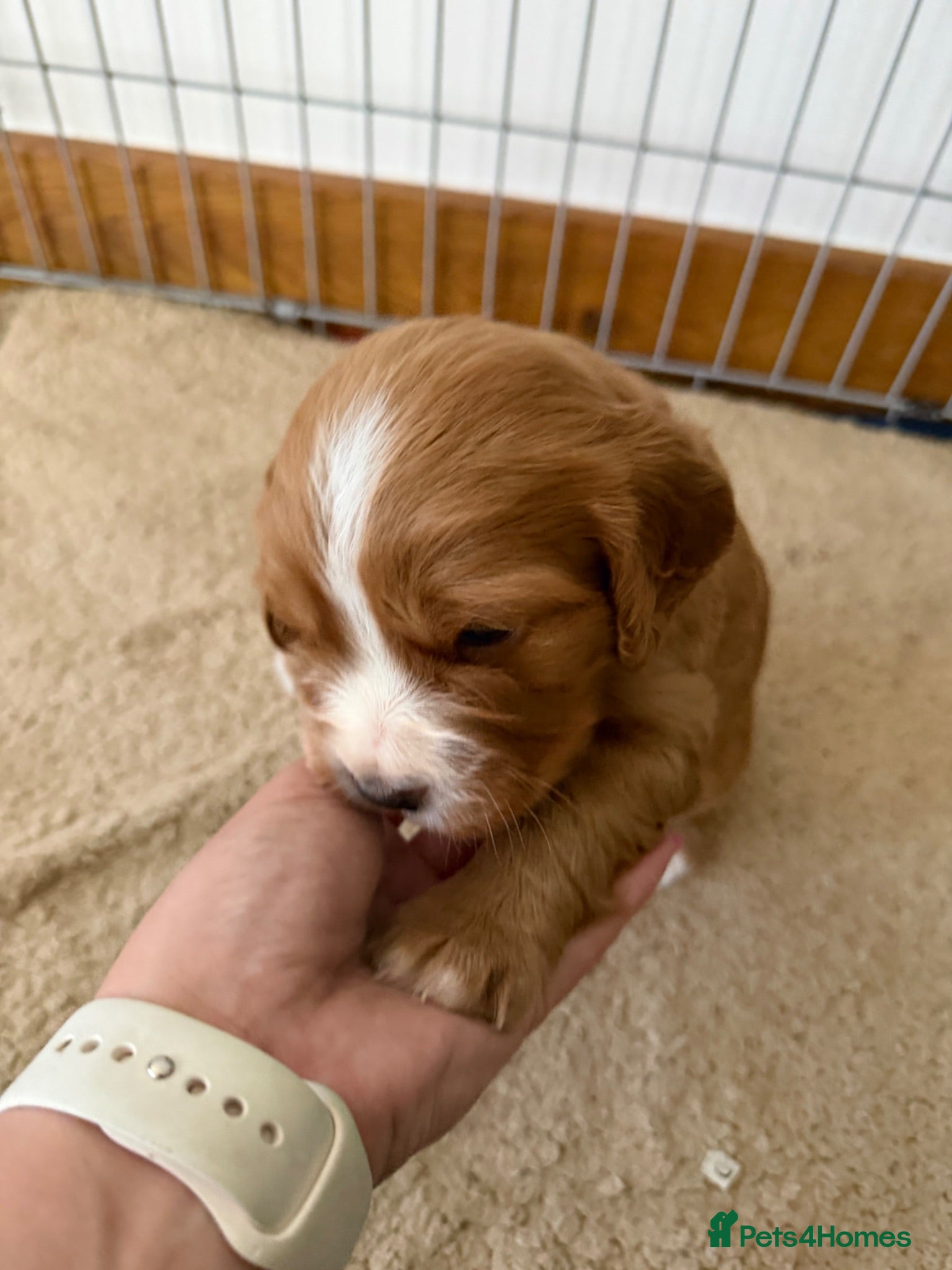 Mixed Breed dogs Beautiful Cockalier Puppies for Sale - Advert 2