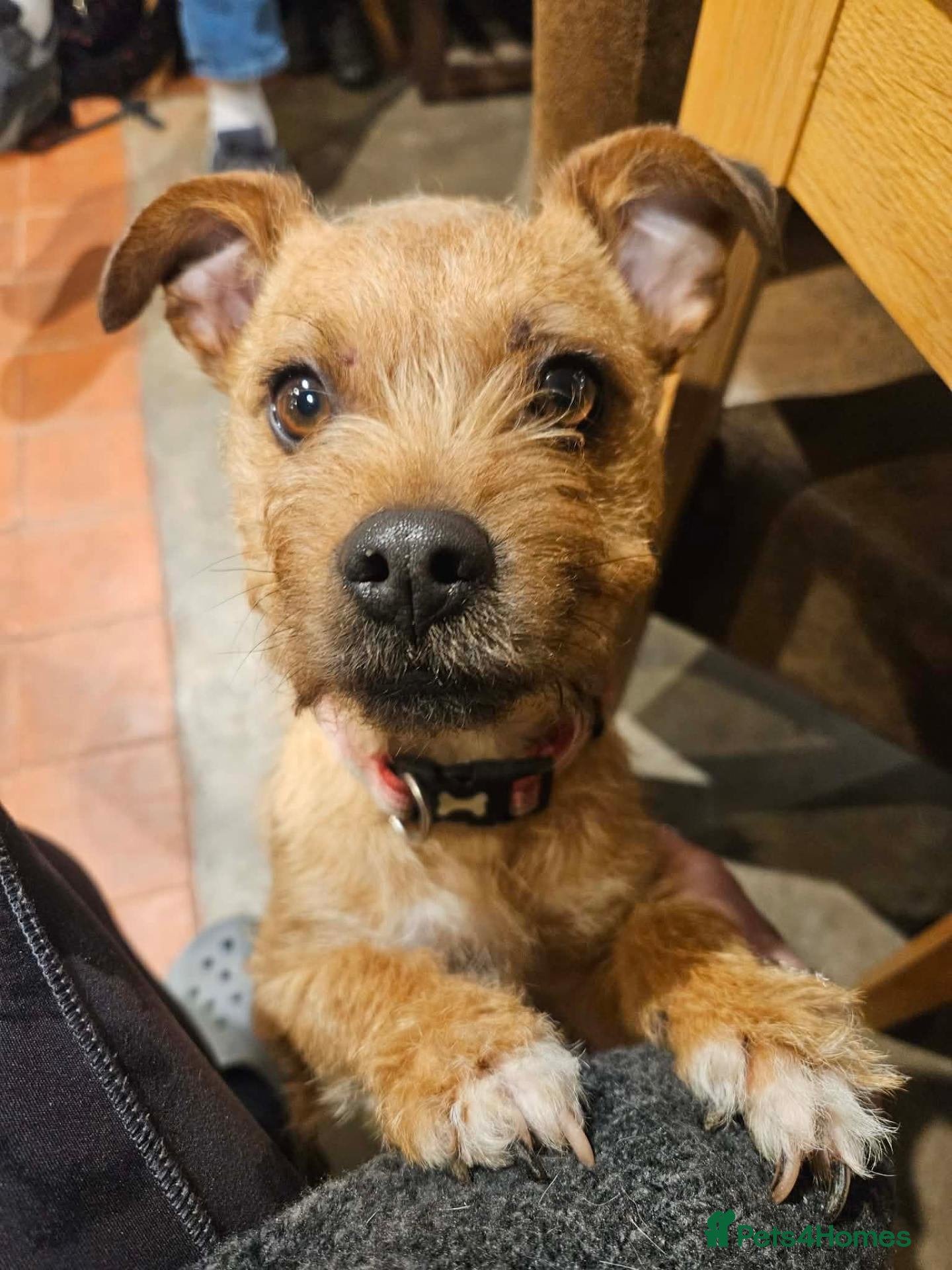 Mixed Breed dogs for sale: Gorgeous Jack Russells - Advert 4