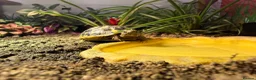 Tortoise reptiles for sale: Western Dwarf Herman Tortoise - Advert 4