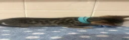 Bengal cats for sale: 🐾Stunning Bengal Kittens ready for Loving Homes🐾 - Advert 8