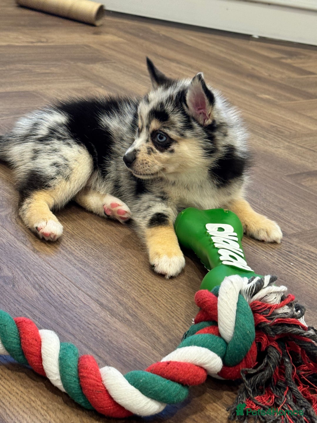 Pomsky dogs for sale: Lilac sired F2 masked Pomsky blue eyes  - Advert 28