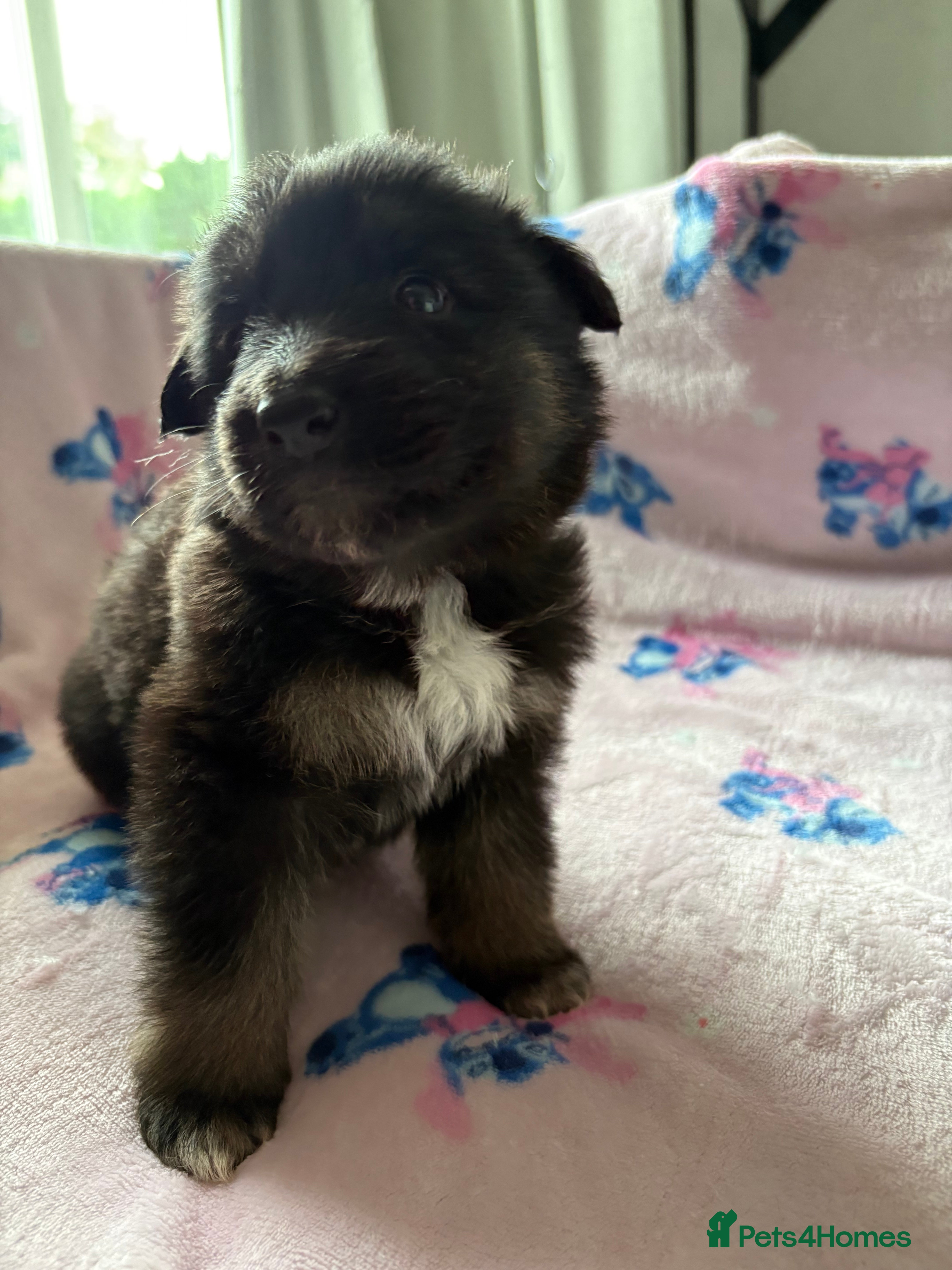 German Shepherd dogs German Shepard pups for sale - 2 boys 5 girls - Advert 2