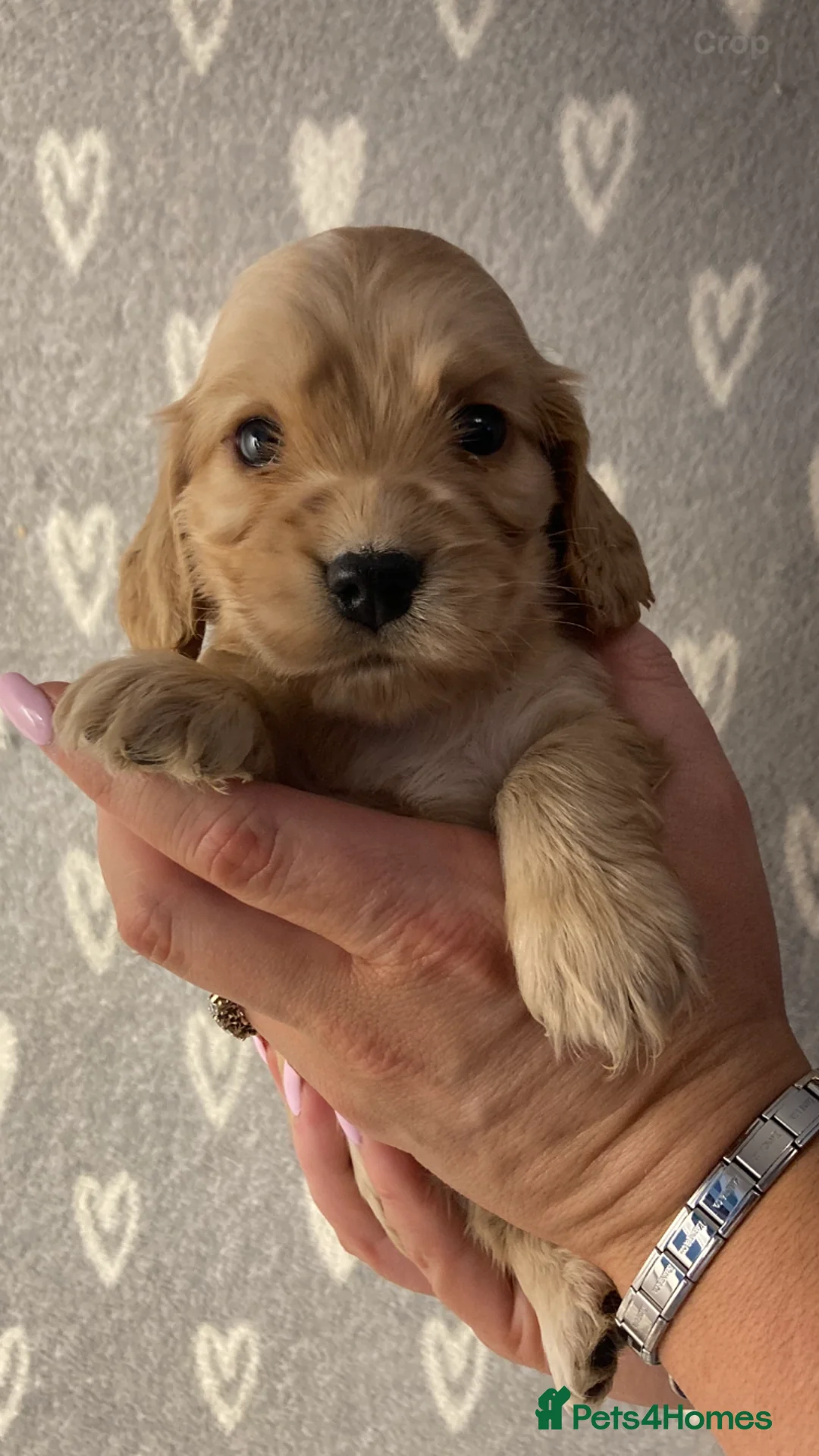 Cocker Spaniel dogs for sale: Show type cocker spaniels  - Advert 4
