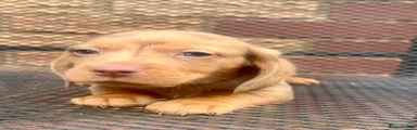 Miniature Dachshund 5