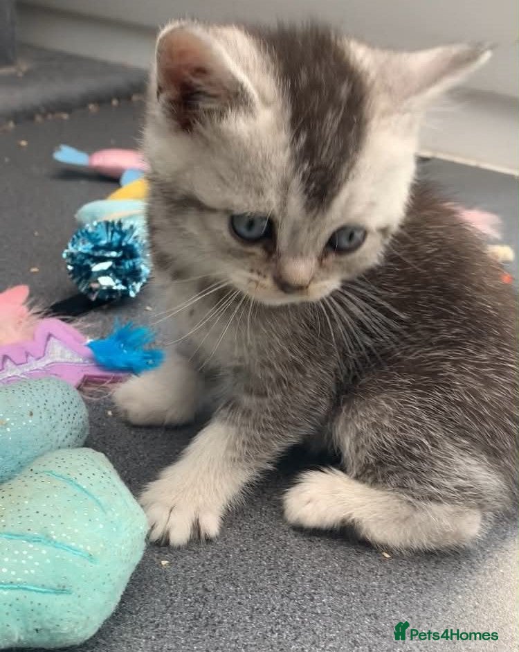 British Shorthair cats BSH Silver and Blue Ticked Shaded - Advert 2